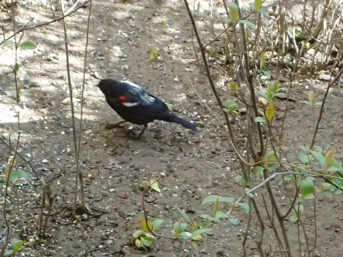 Tricolored Blackbird - ML88635401