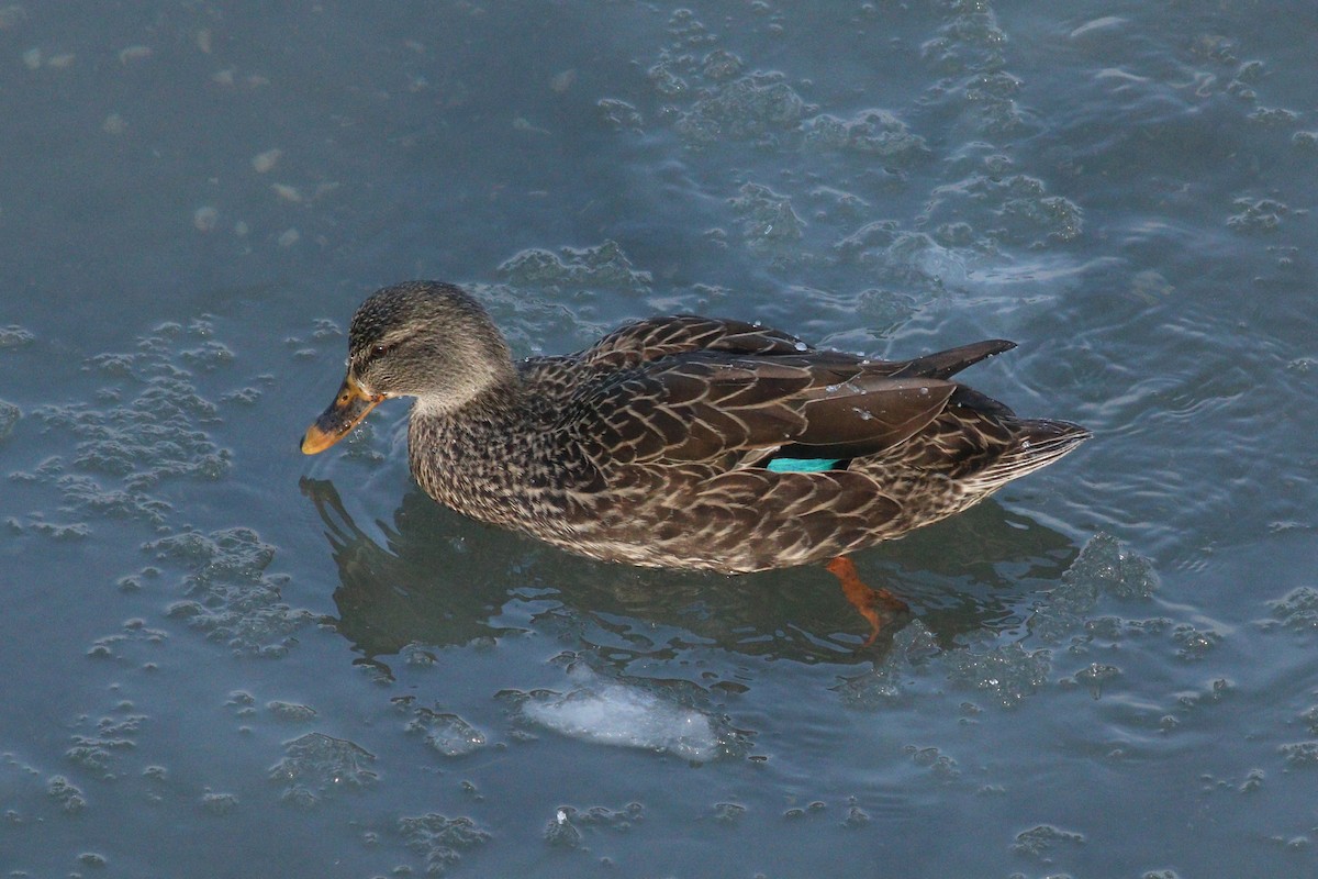 dabbling duck sp. - Anonymous
