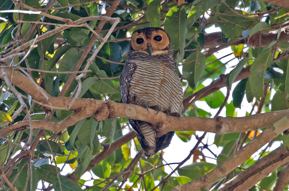 Spotted Wood-Owl - Sam Woods