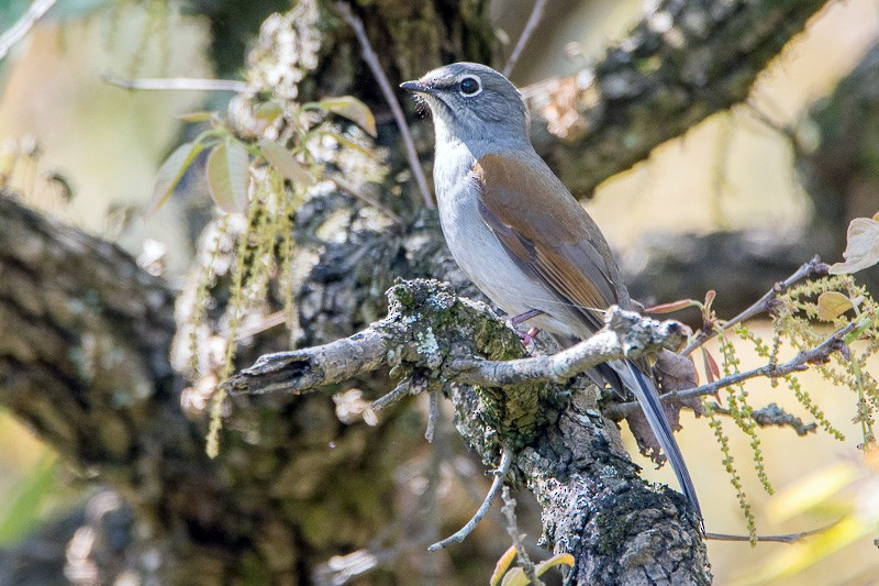Brown-backed Solitaire - ML88640681