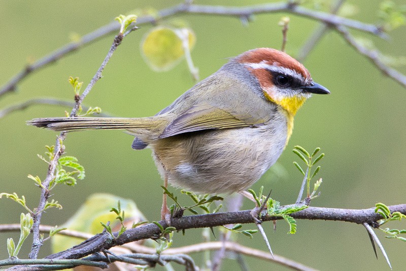 Rufous-capped Warbler - ML88640811
