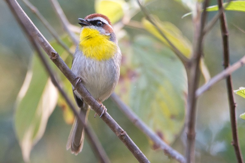Rufous-capped Warbler - ML88640861