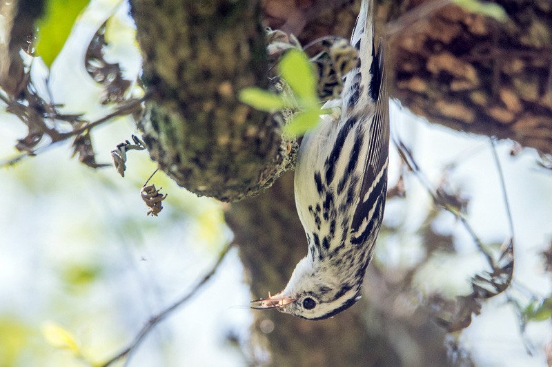 Black-and-white Warbler - ML88641101