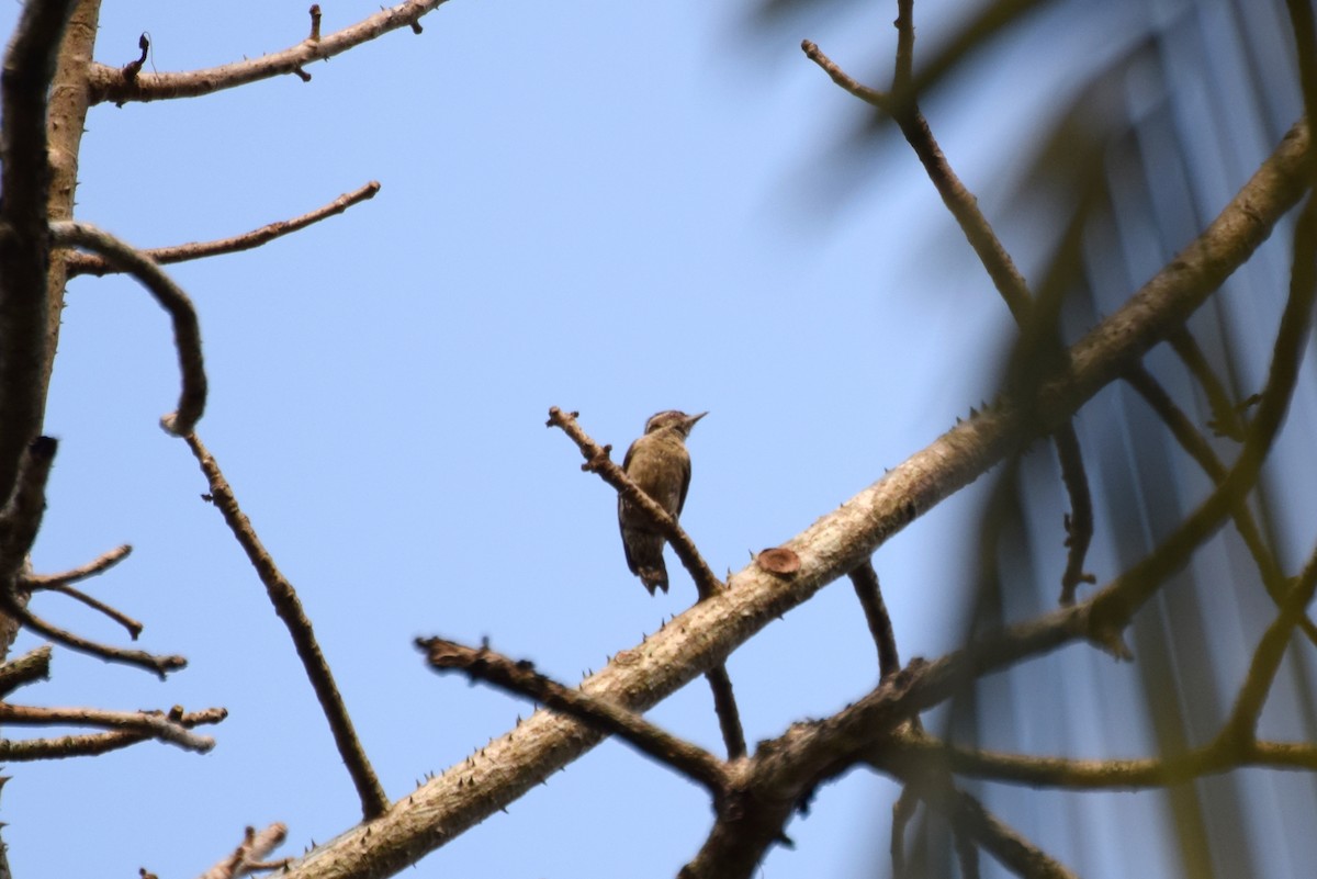Brown-capped Pygmy Woodpecker - ML88642581