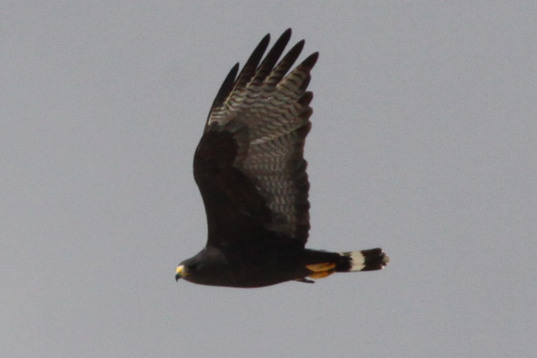 Zone-tailed Hawk - Reid Hardin