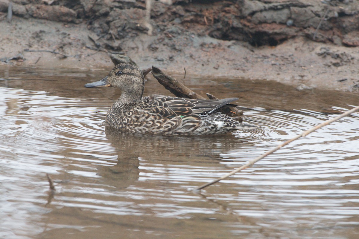 Green-winged Teal - ML88643191