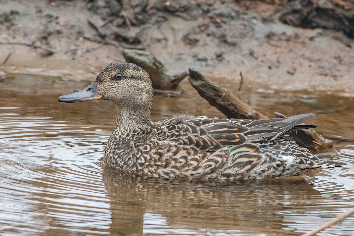 Green-winged Teal - ML88643211