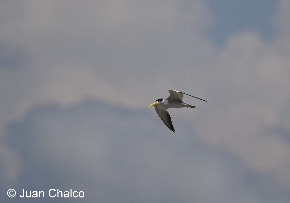 Large-billed Tern - Juan José Chalco Luna