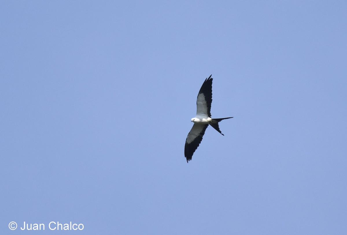 Swallow-tailed Kite - Juan José Chalco Luna