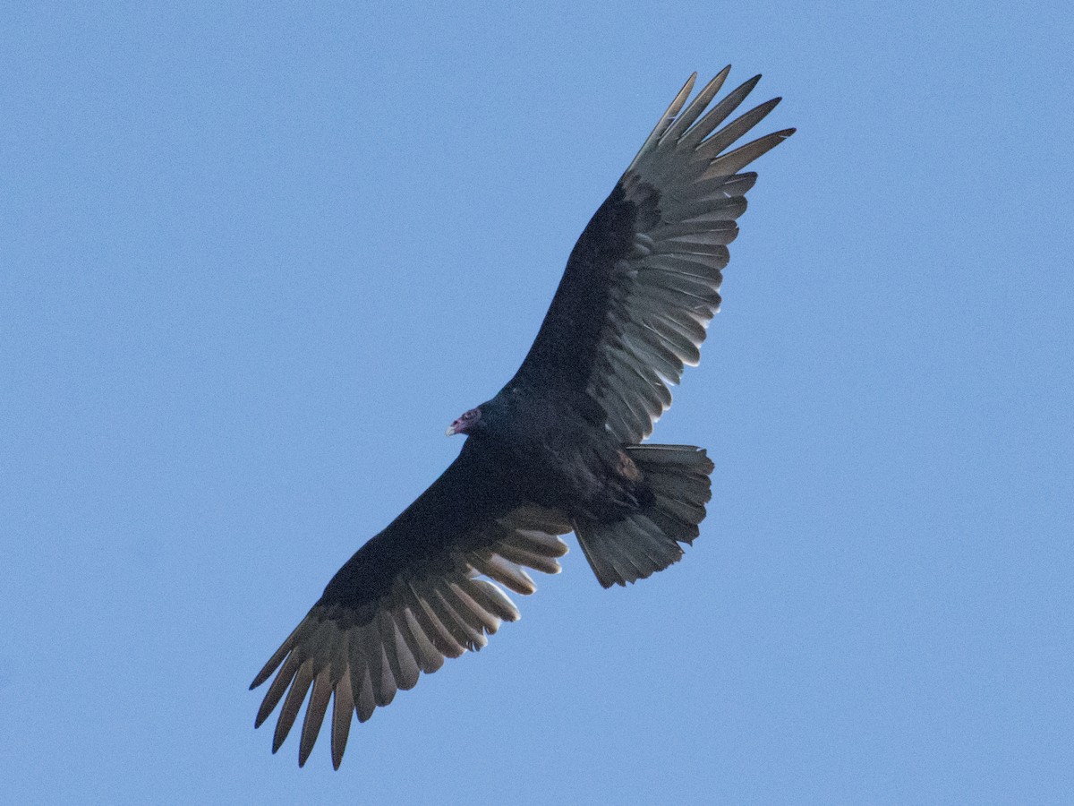 Turkey Vulture - ML88644251