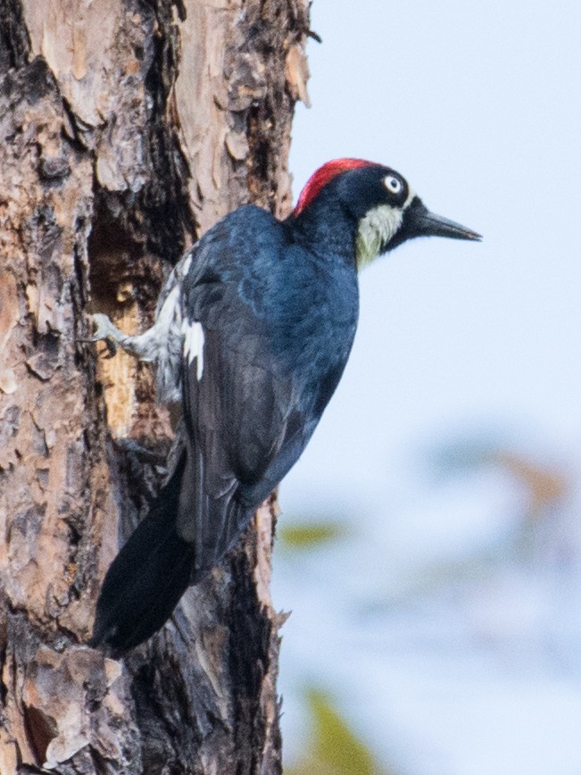 Acorn Woodpecker - ML88644321
