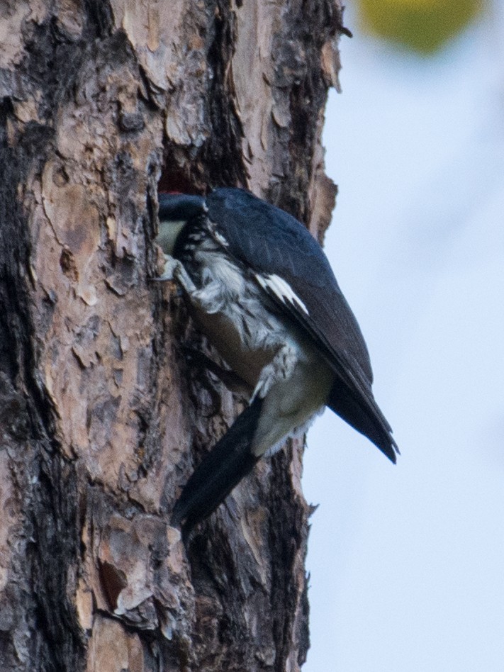 Acorn Woodpecker - T I