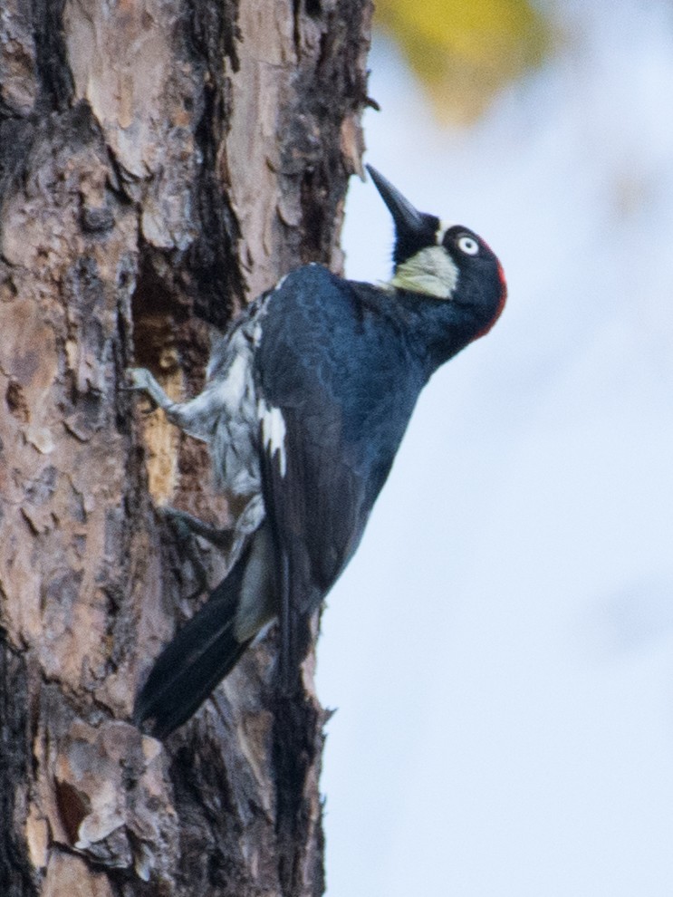 Acorn Woodpecker - ML88644341