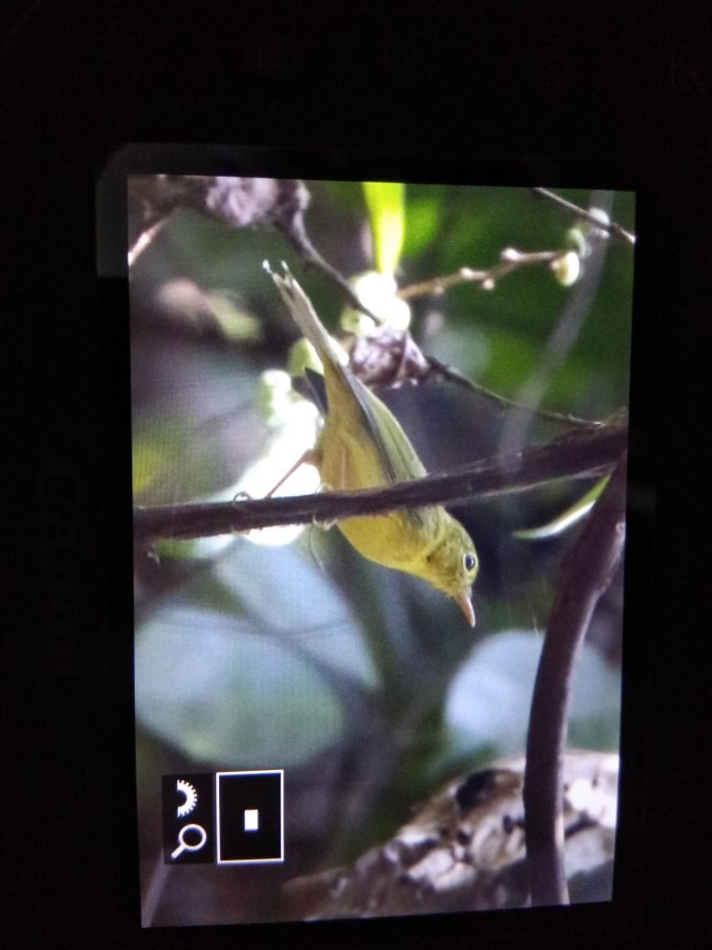 Green-crowned Warbler - Sayan Dasmahapatra