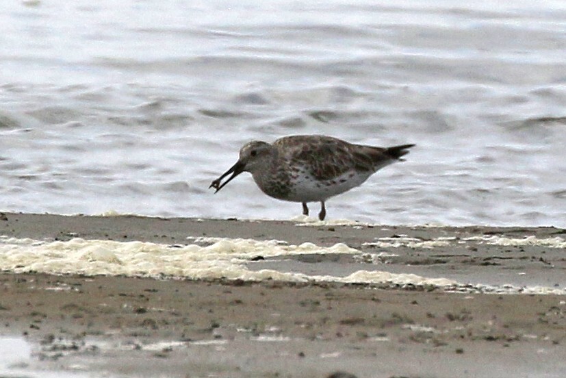 Great Knot - ML88647671
