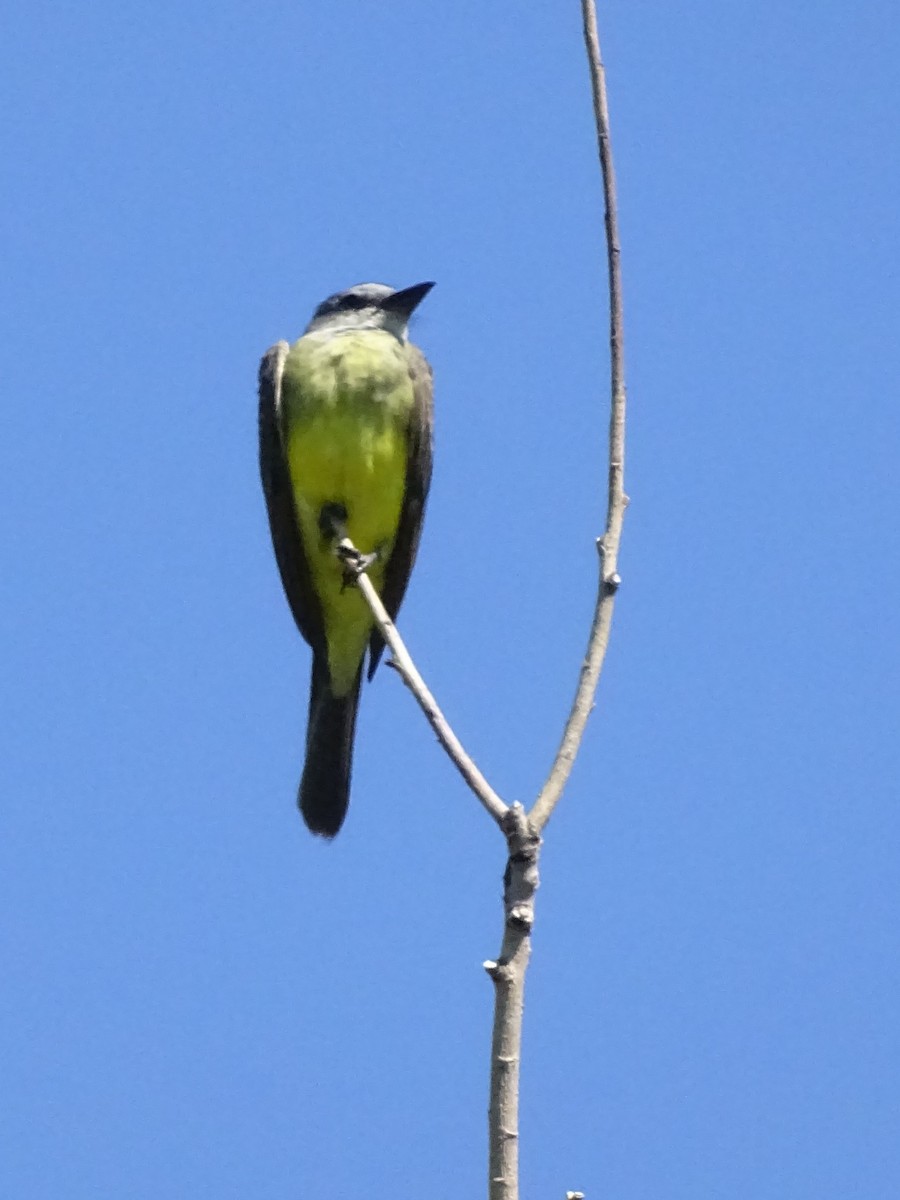 Tropical Kingbird - ADRIAN GRILLI