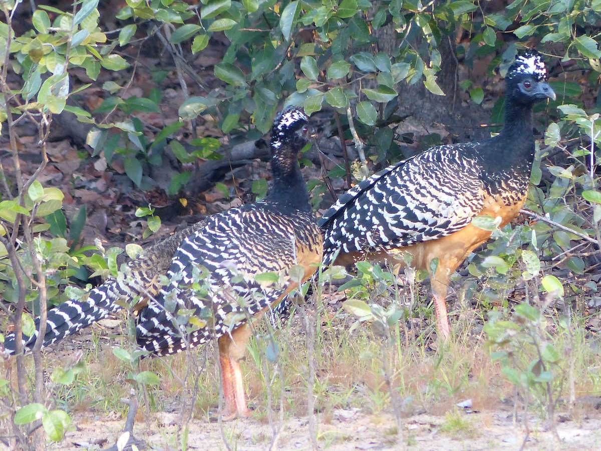 Bare-faced Curassow - ML88650731