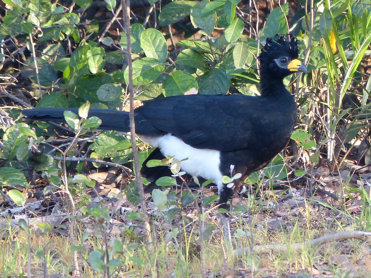 Bare-faced Curassow - ML88650751