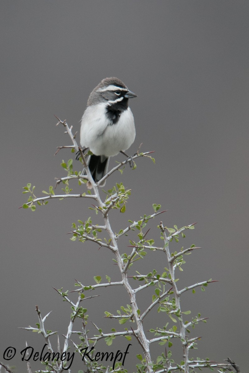 Black-throated Sparrow - Delaney Kempf
