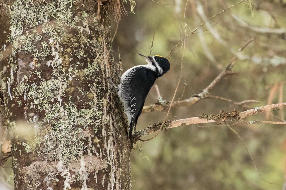 Black-backed Woodpecker - James Kennerley