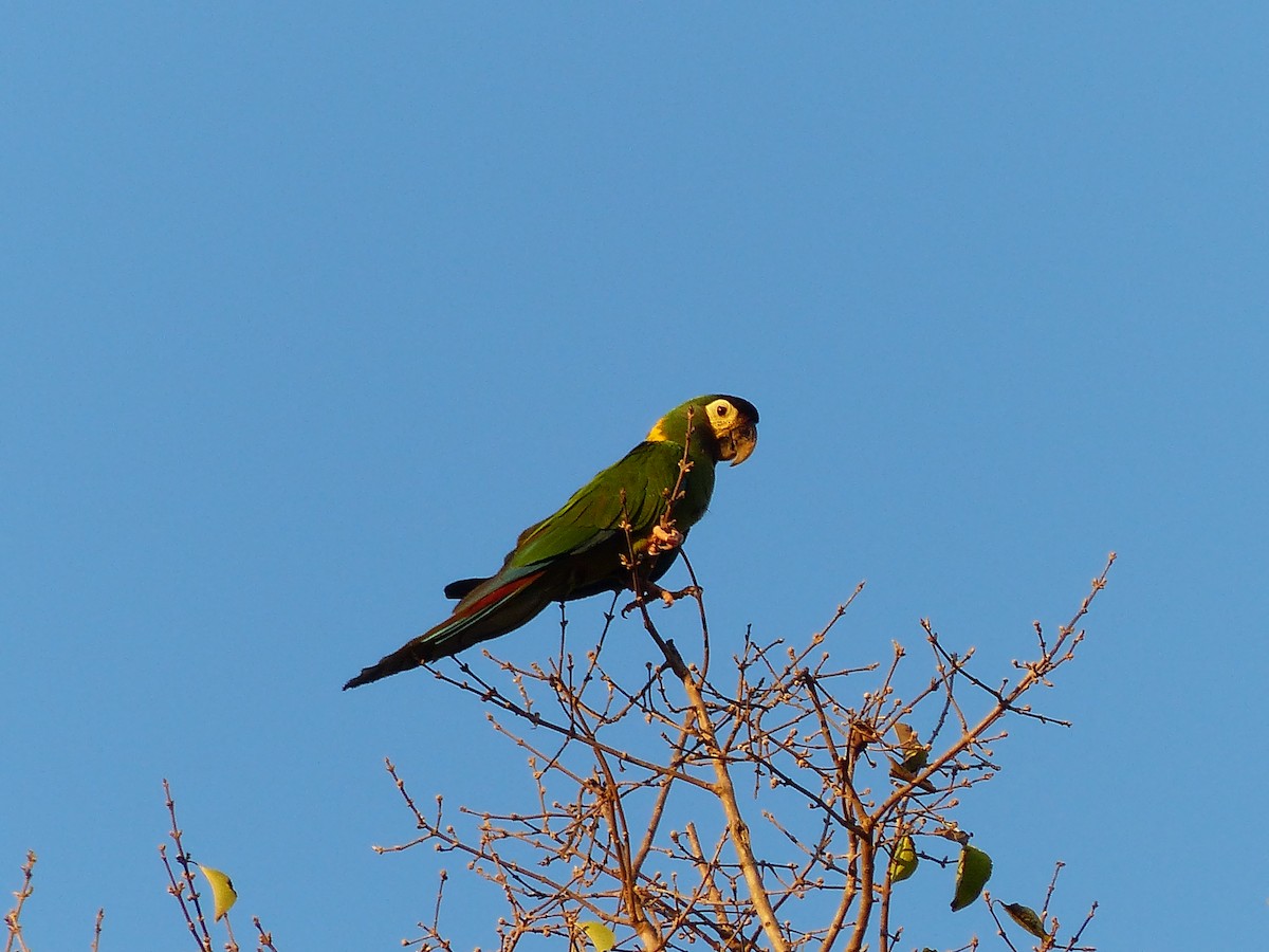 Yellow-collared Macaw - ML88653111