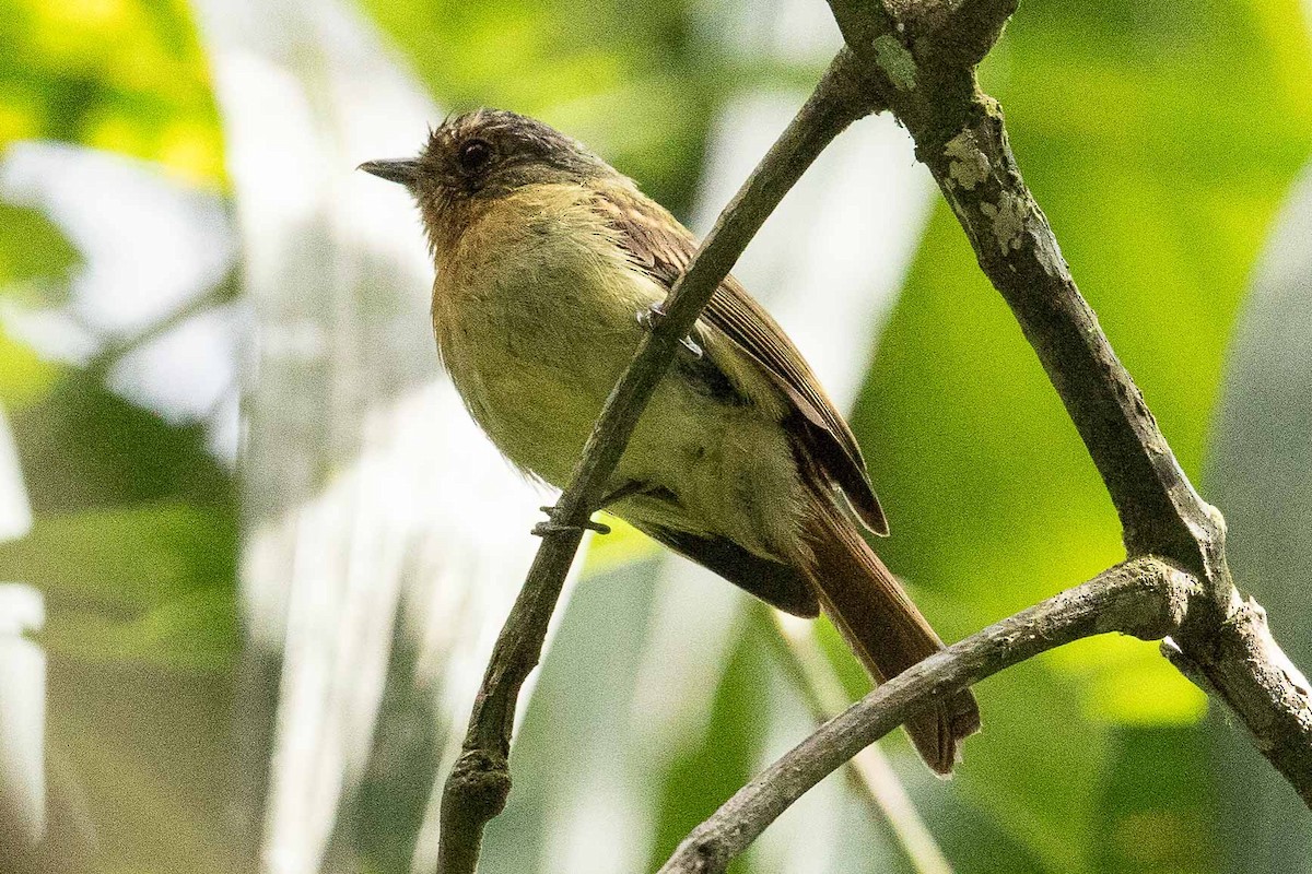 Rufous-breasted Flycatcher - ML88653361