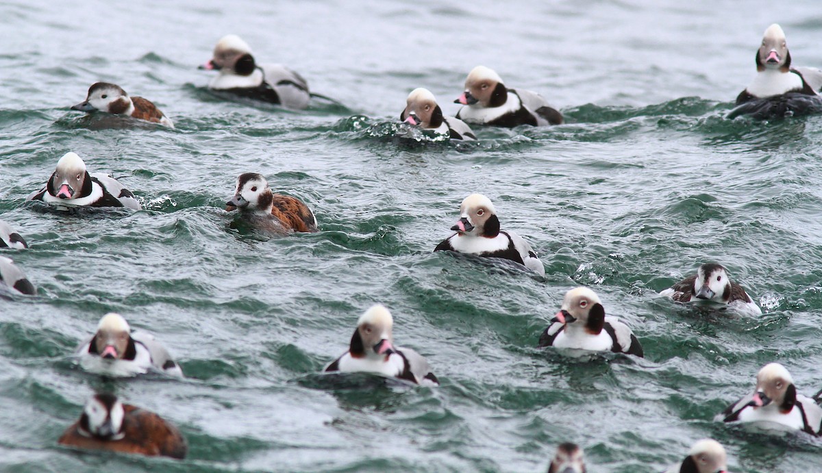 Long-tailed Duck - Alexander Hagge