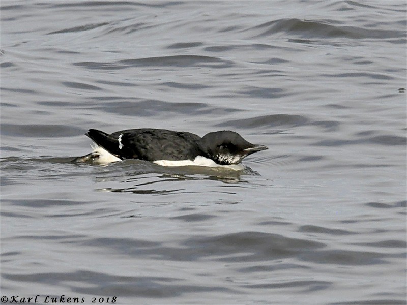 Thick-billed Murre - ML88655231