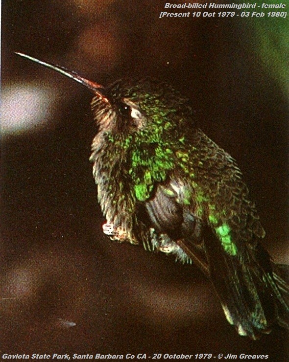 kolibřík širokozobý - ML88656221