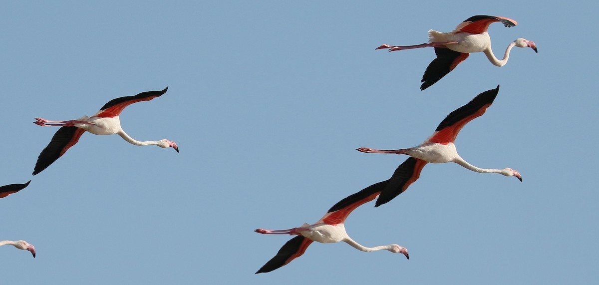 Greater Flamingo - Charlotte Byers