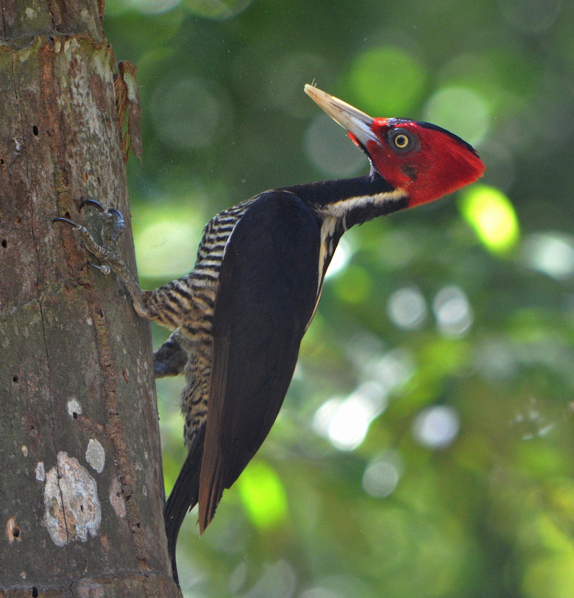 Pale-billed Woodpecker - Jorge Dangel