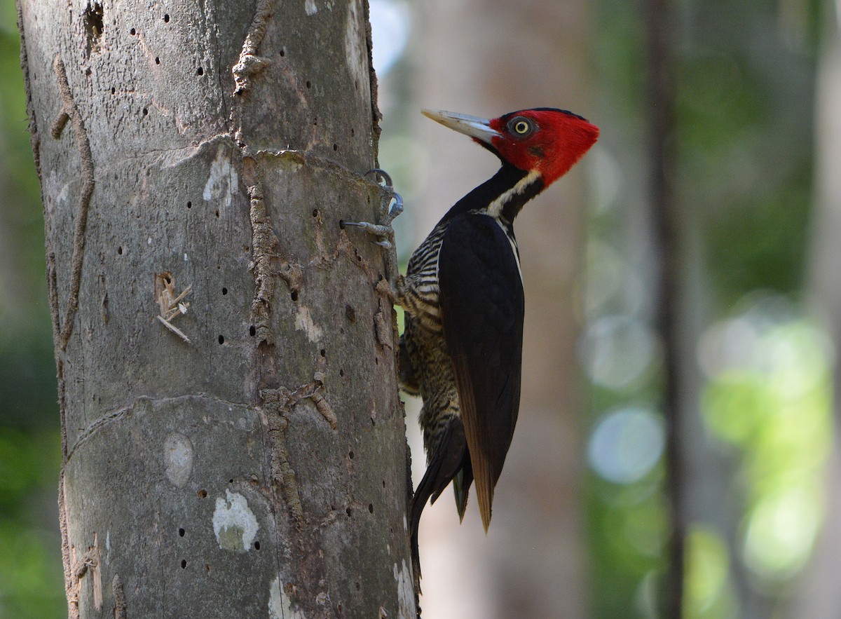 Pale-billed Woodpecker - Jorge Dangel