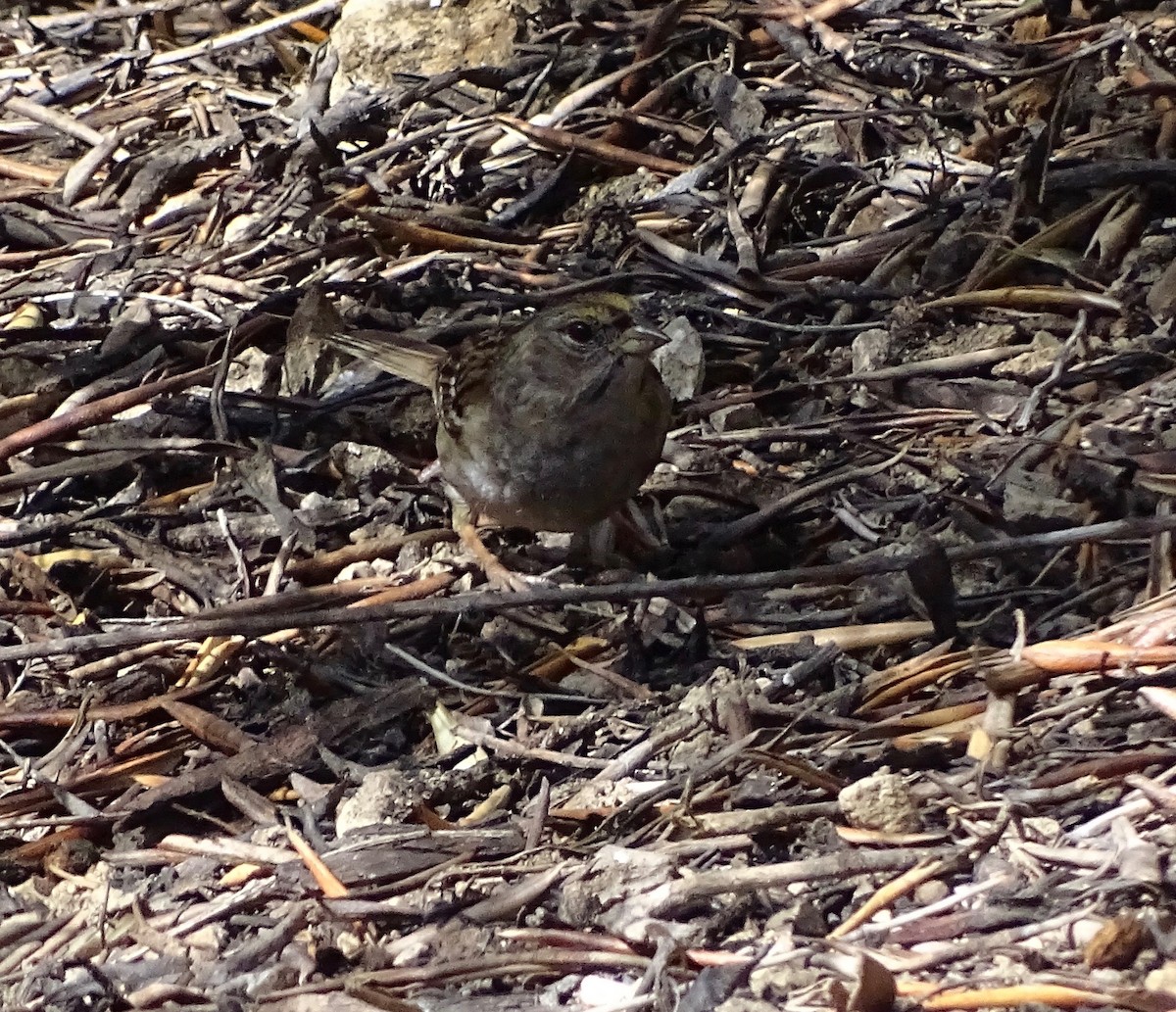 Golden-crowned Sparrow - ML88662251
