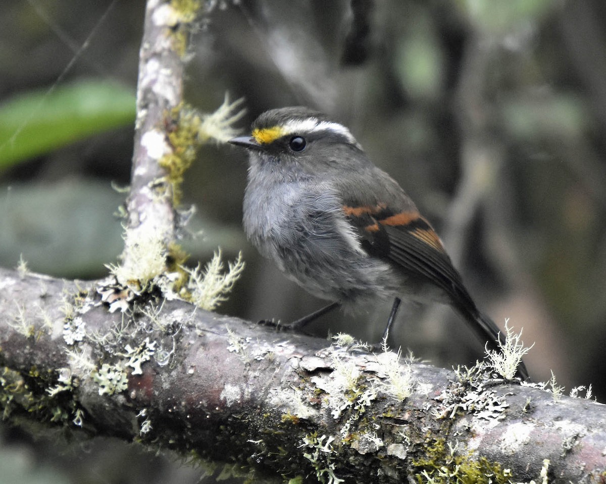 Crowned Chat-Tyrant - ML88663241