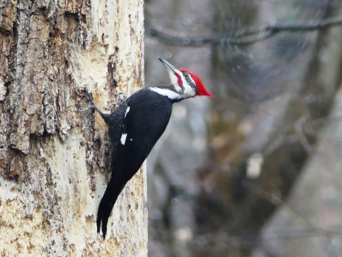 Pileated Woodpecker - Shelley Rutkin