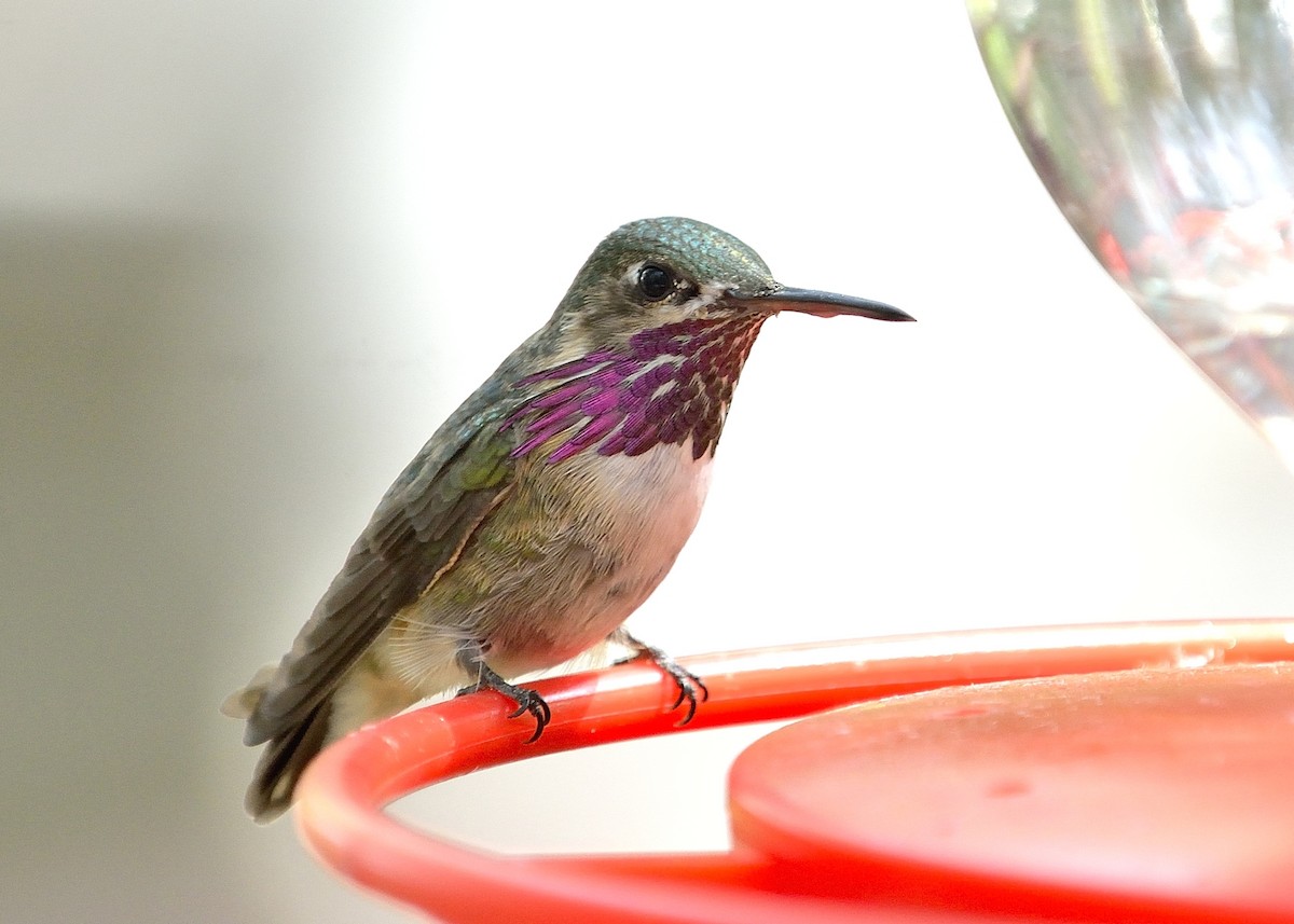 Calliope Hummingbird - Donald Casavecchia
