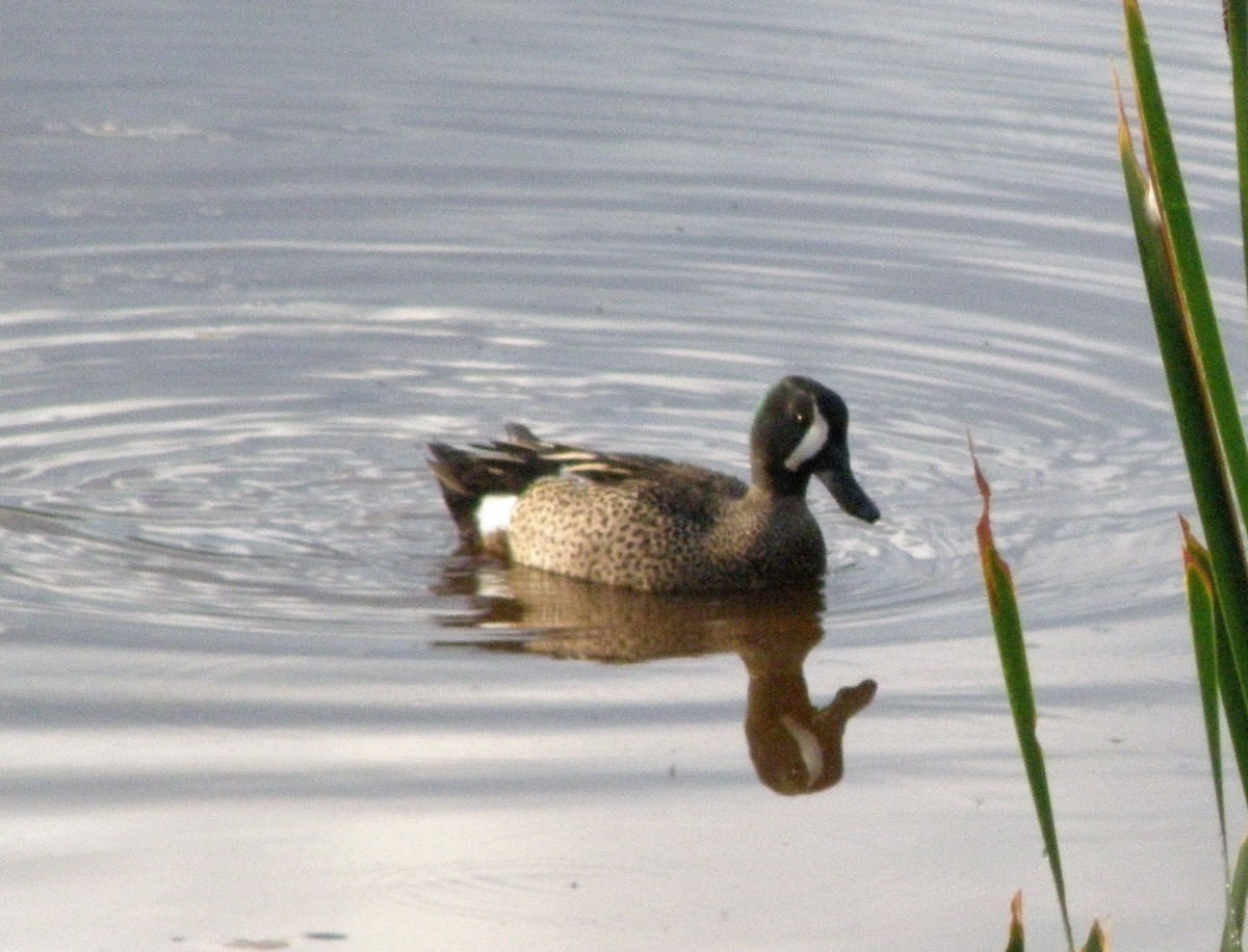 Blue-winged Teal - ML88668341