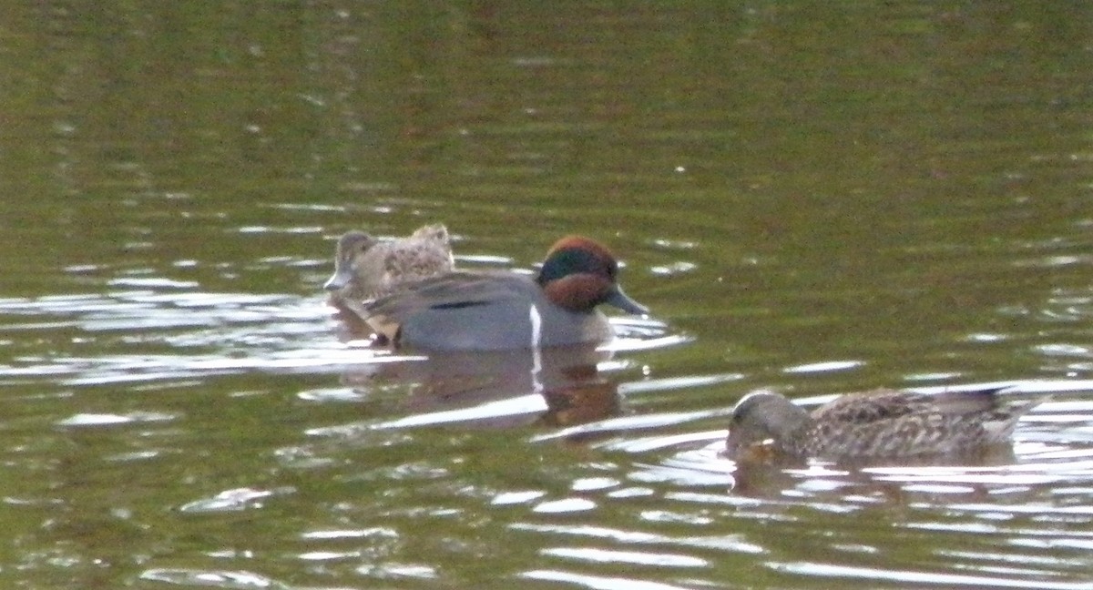 Green-winged Teal - ML88668371