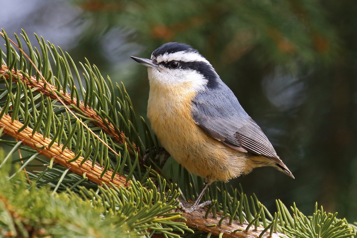 Red-breasted Nuthatch - ML88670311