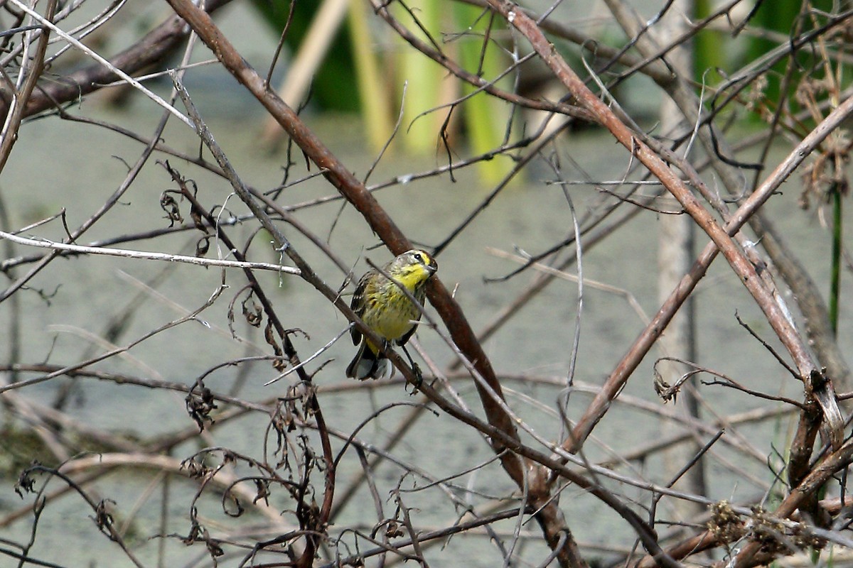 Palm Warbler (Yellow) - ML88671871