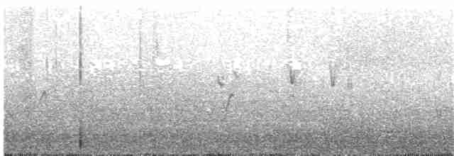 Нихоанская вьюрковая цветочница - ML88671981