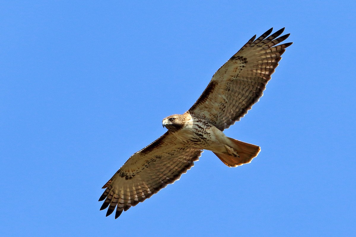 Red-tailed Hawk - ML88672201