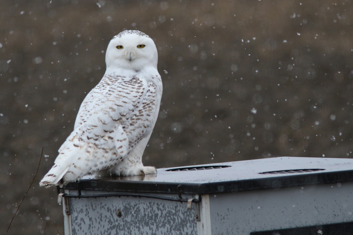 Snowy Owl - ML88675131