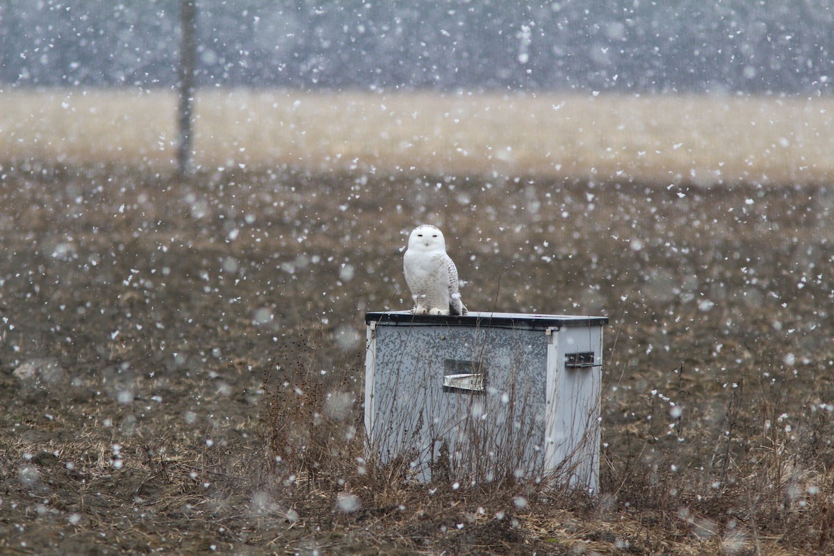 Snowy Owl - Mike Cook