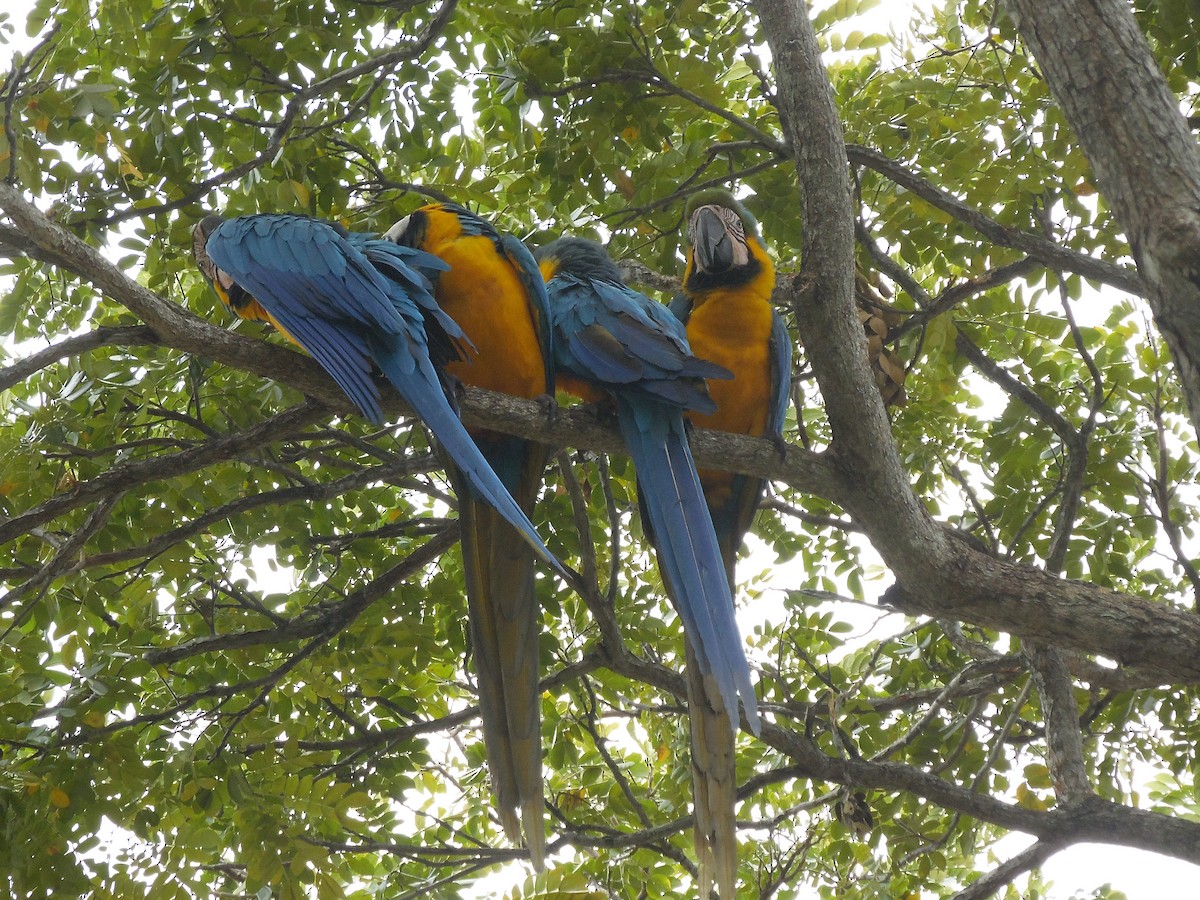 Blue-and-yellow Macaw - ML88676311