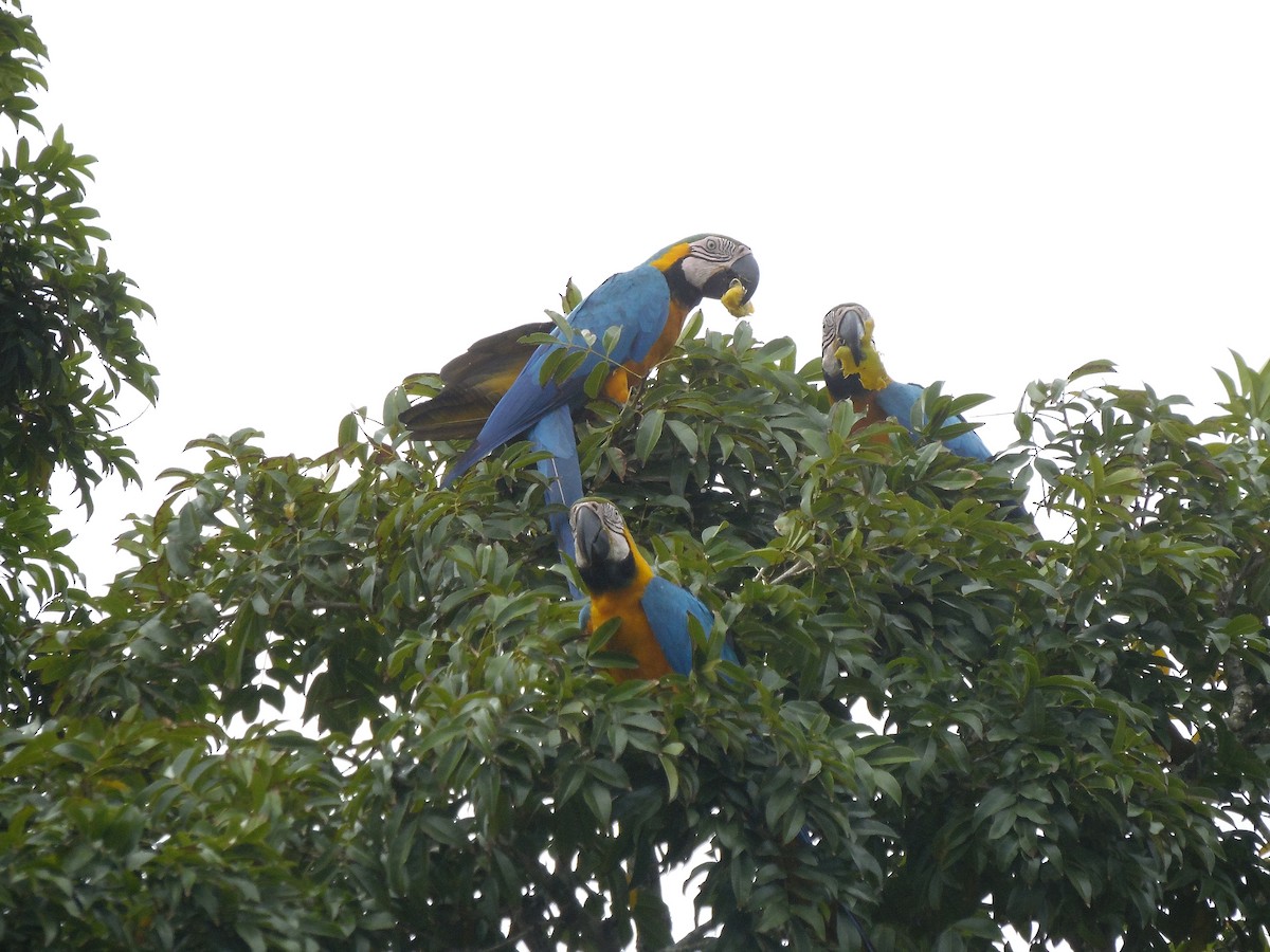 Blue-and-yellow Macaw - ML88676351