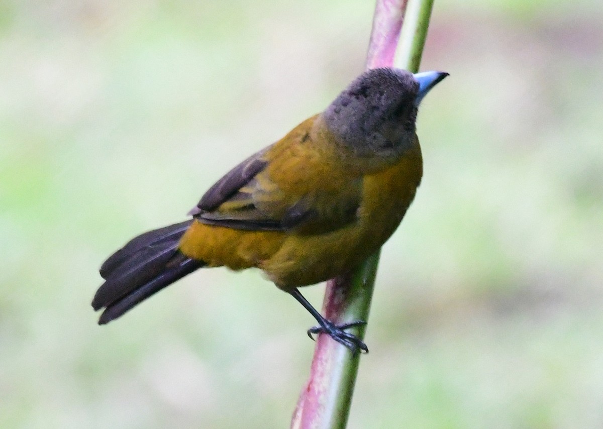 Scarlet-rumped Tanager (Passerini's) - ML88676511