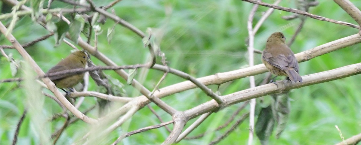Variable Seedeater - ML88676601