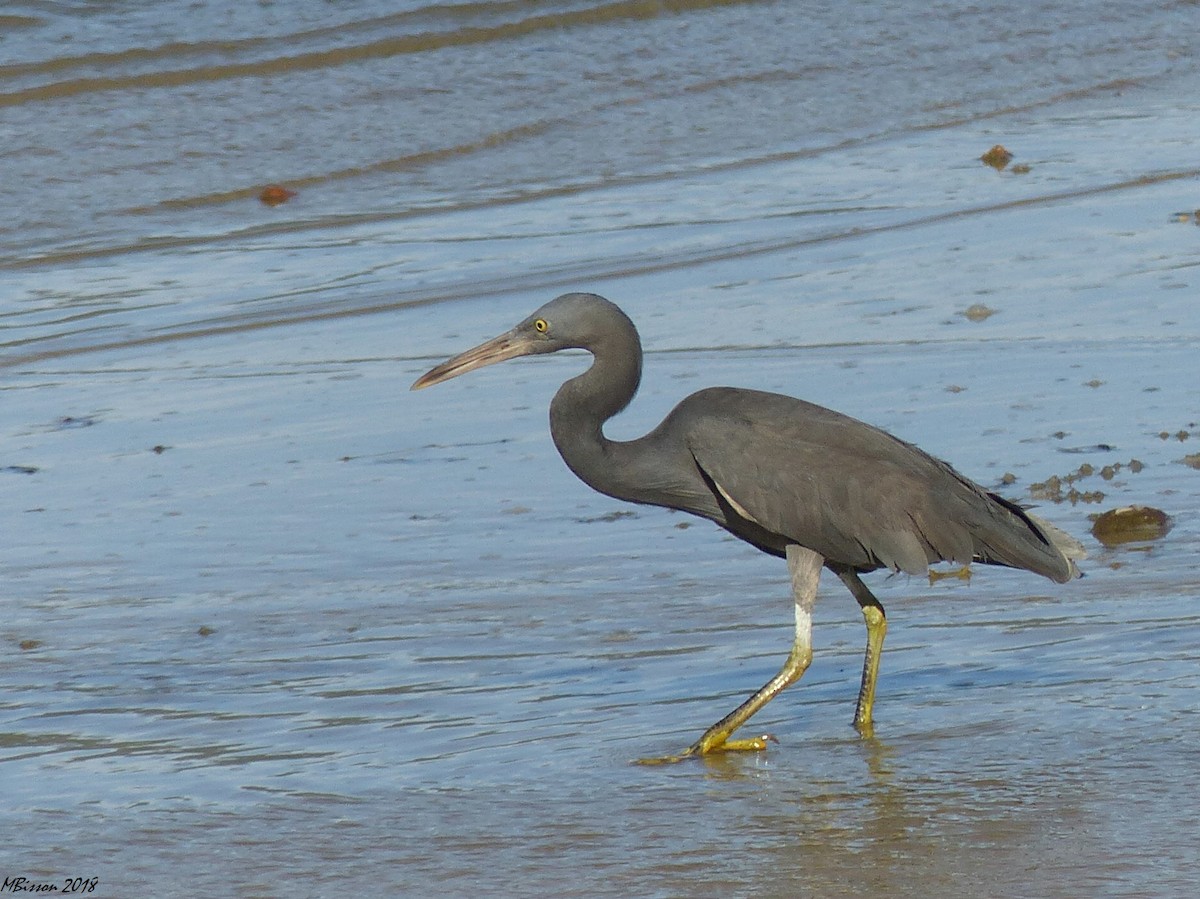 Pacific Reef-Heron - Micheline Bisson