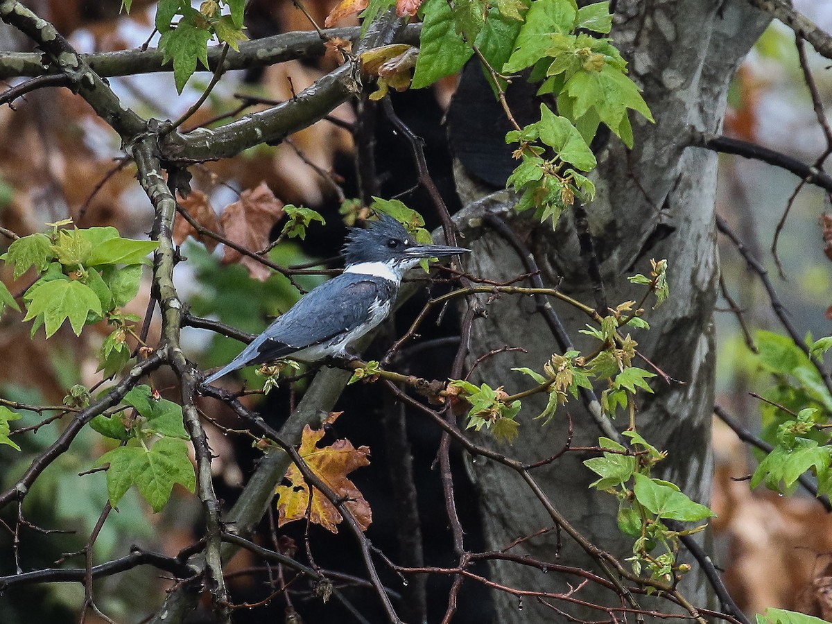 Belted Kingfisher - Bruce Aird
